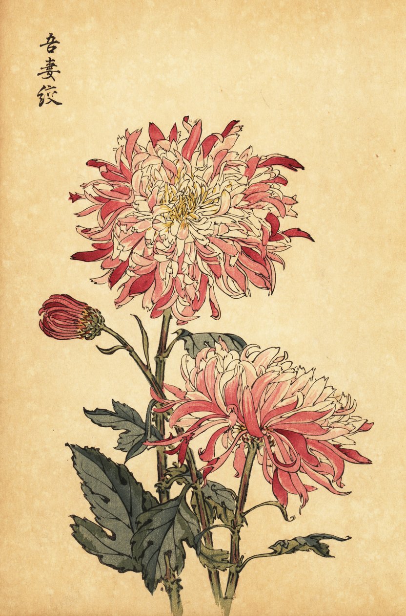 Crisantemo bianco e rosa variegato ibrido (incisione) da Keika Hasegawa