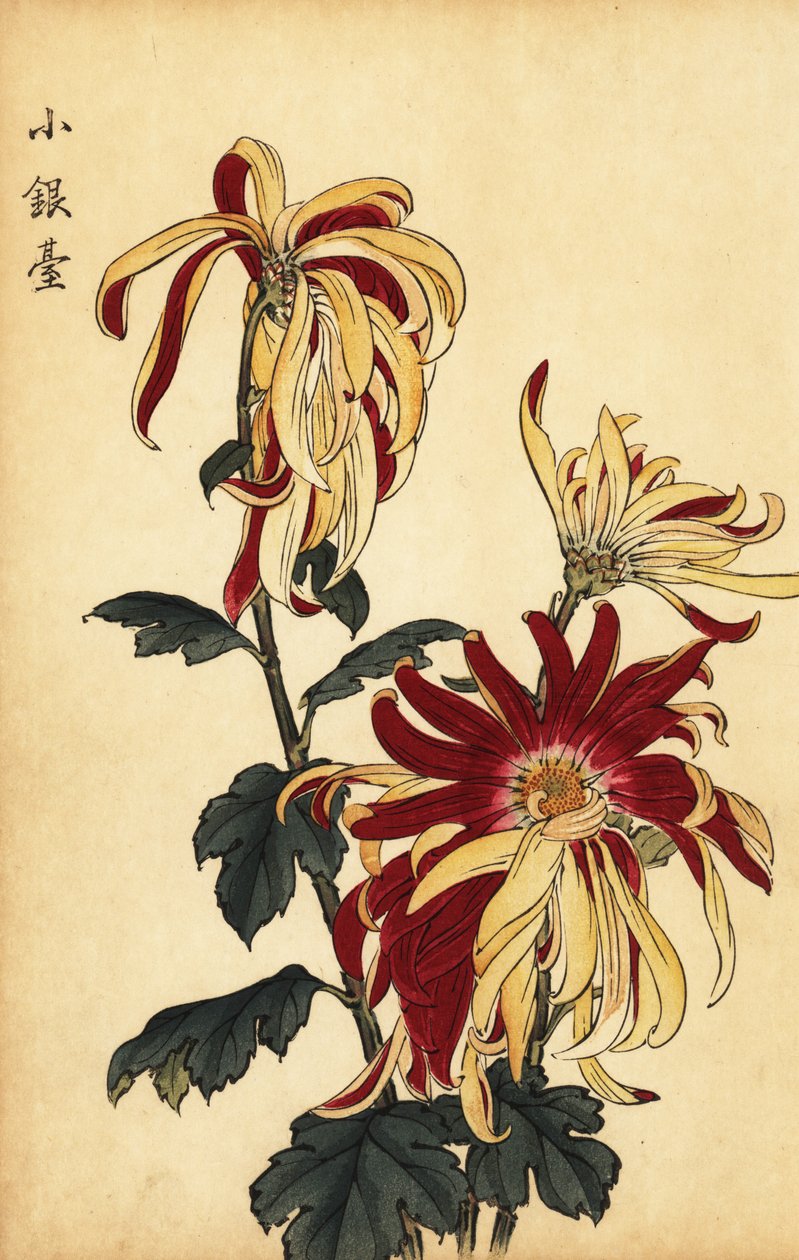 Crisantemo ibrido giallo e cremisi (incisione) da Keika Hasegawa