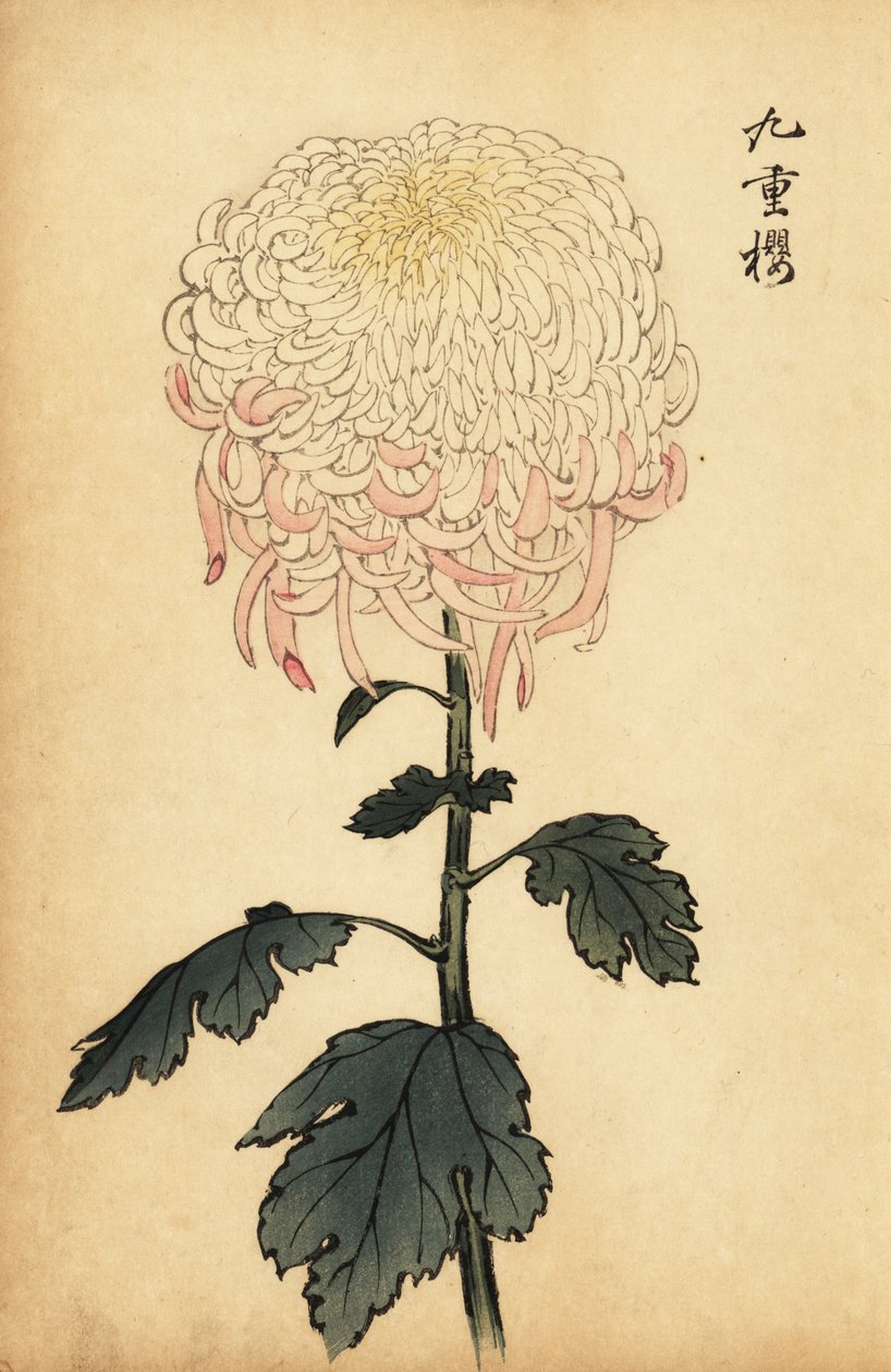 Crisantemo variegato bianco e rosa da Keika Hasegawa