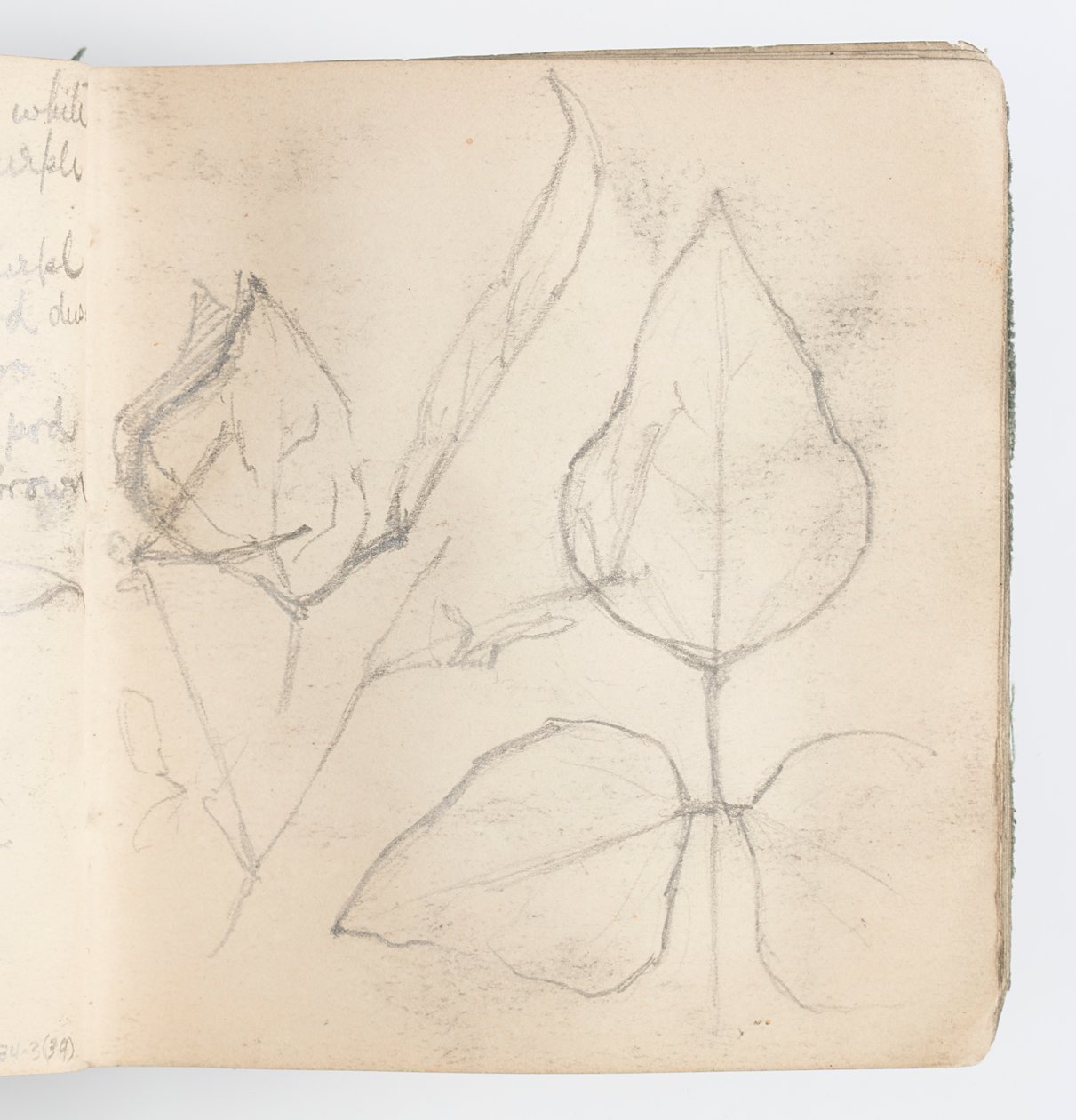 Pagina di taccuino: Studio di foglie da Kenyon Cox