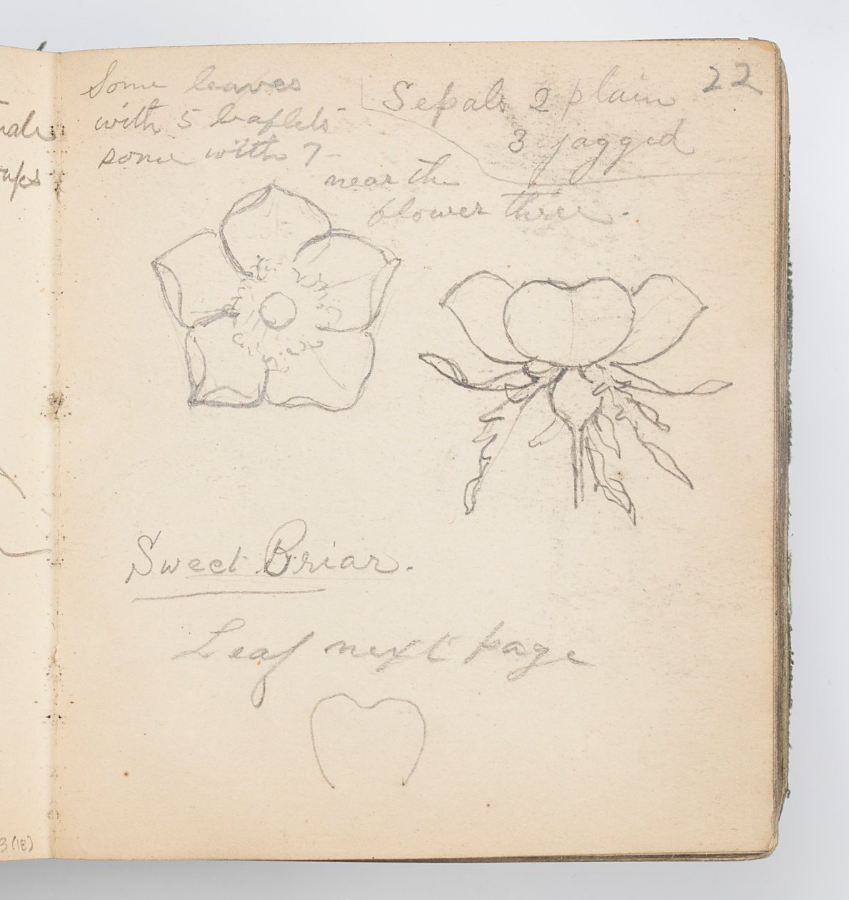 Pagina di taccuino: Rosa canina da Kenyon Cox