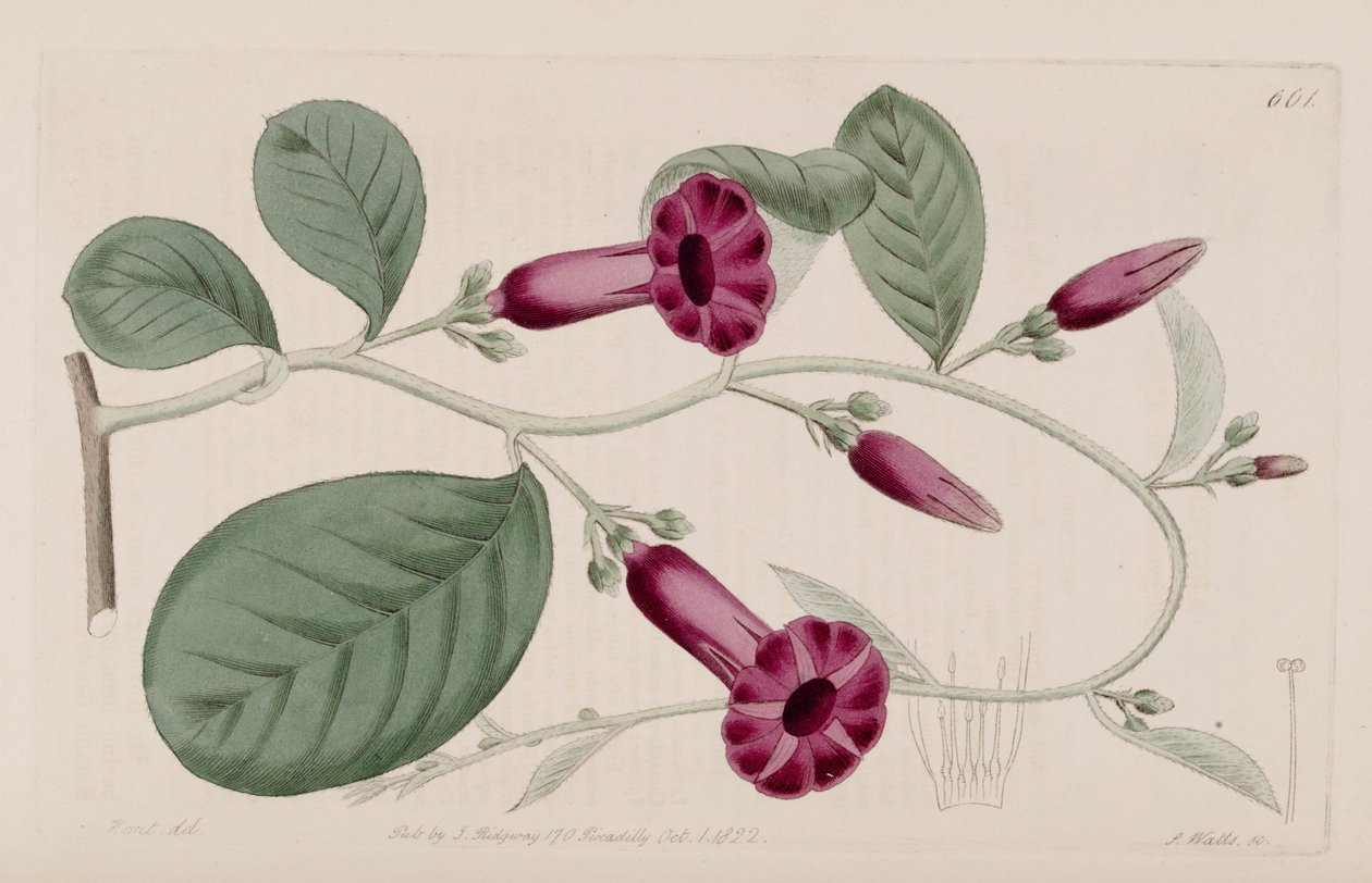 Argyreia cuneata da Ker Gawler