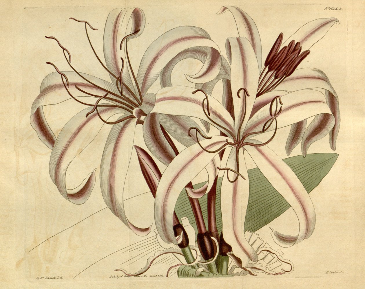 Crinum amabile da Ker Gawler