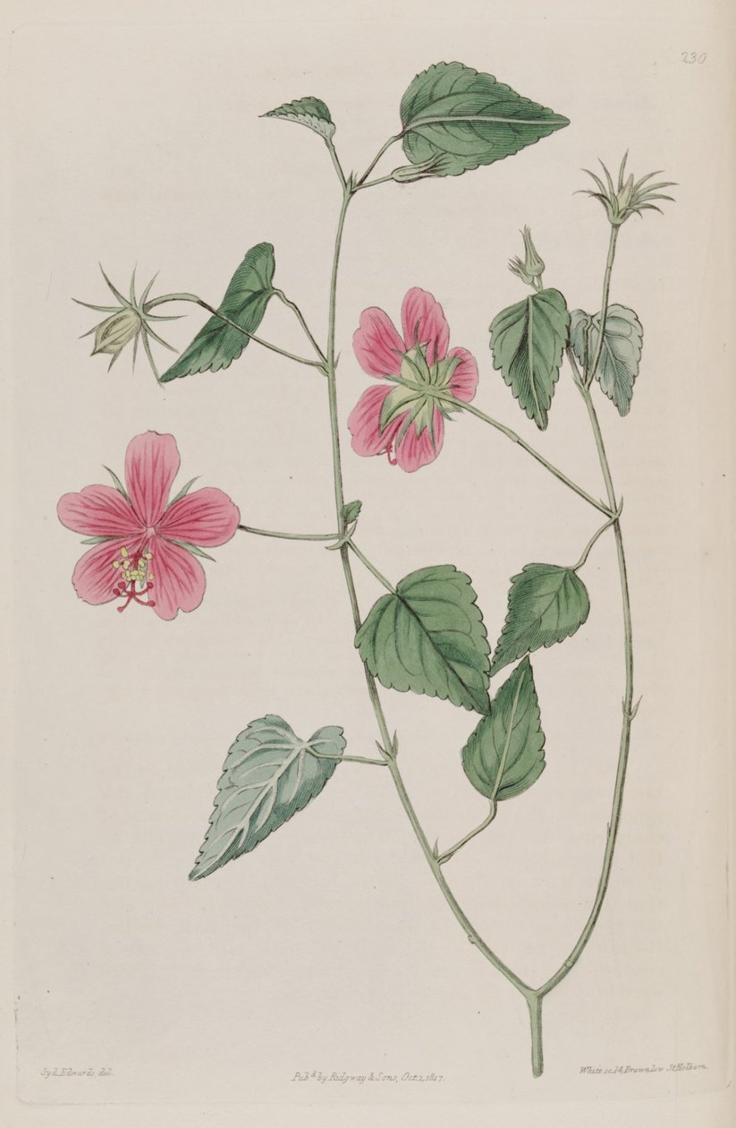 Hibiscus phoeniceus da Ker Gawler