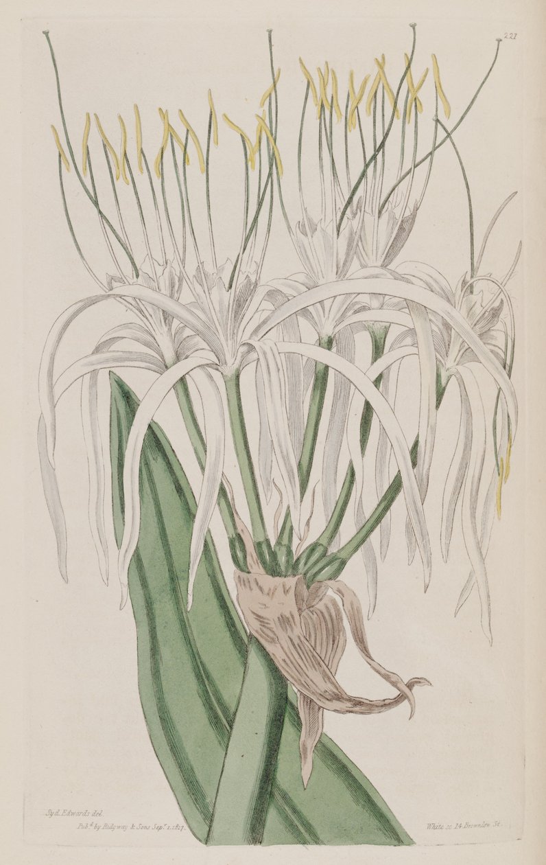 Hymenocallis caribaea da Ker Gawler