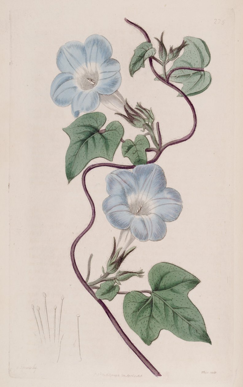 Ipomoea hederacea da Ker Gawler