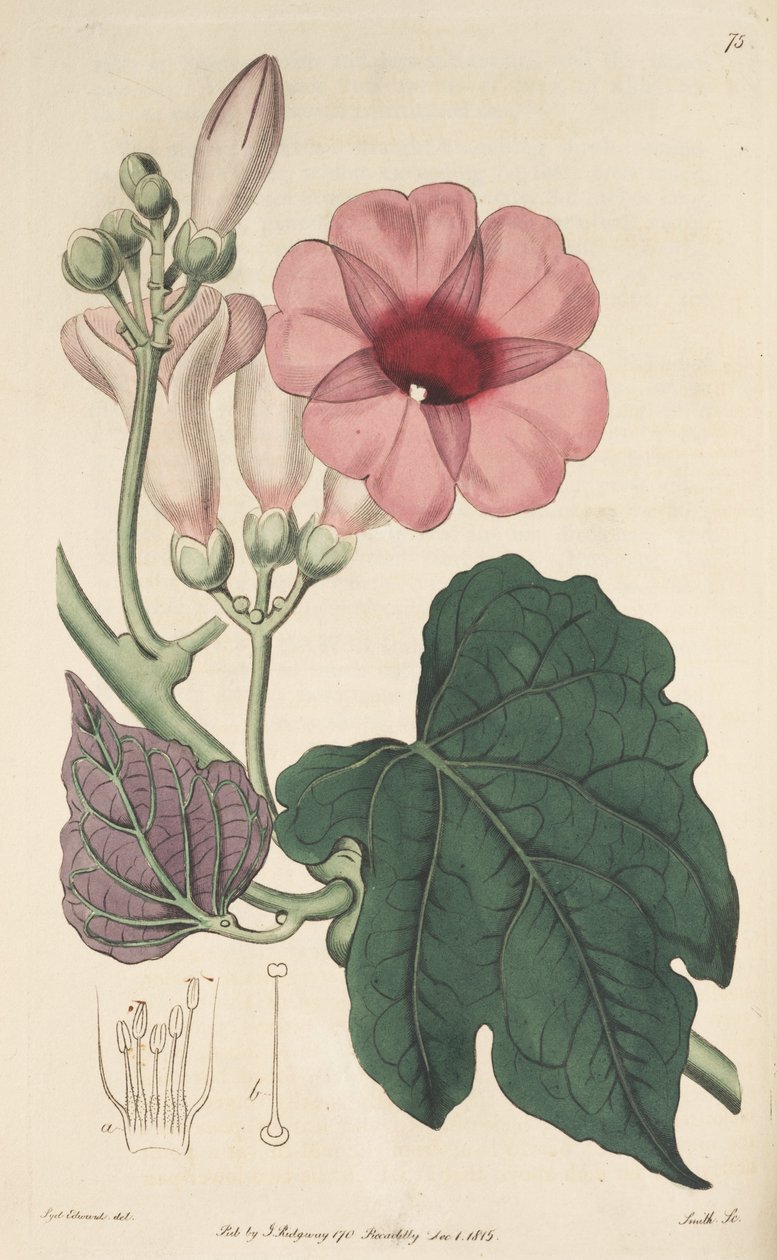 Ipomoea mauritiana da Ker Gawler