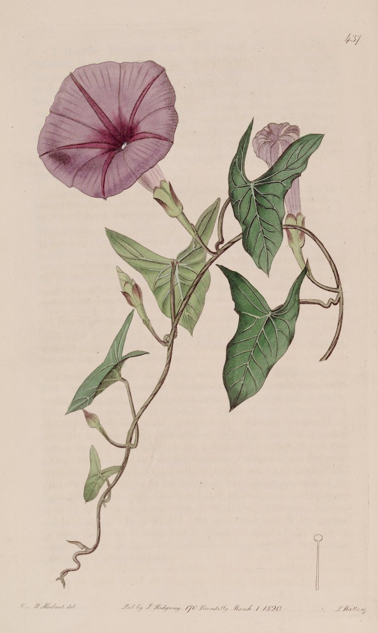 Ipomoea sagittata da Ker Gawler