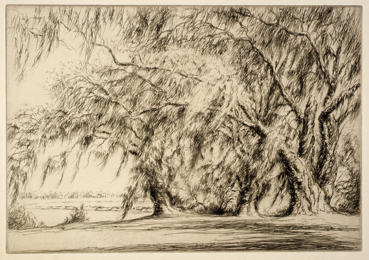 Querce e muschio da Kerr Eby