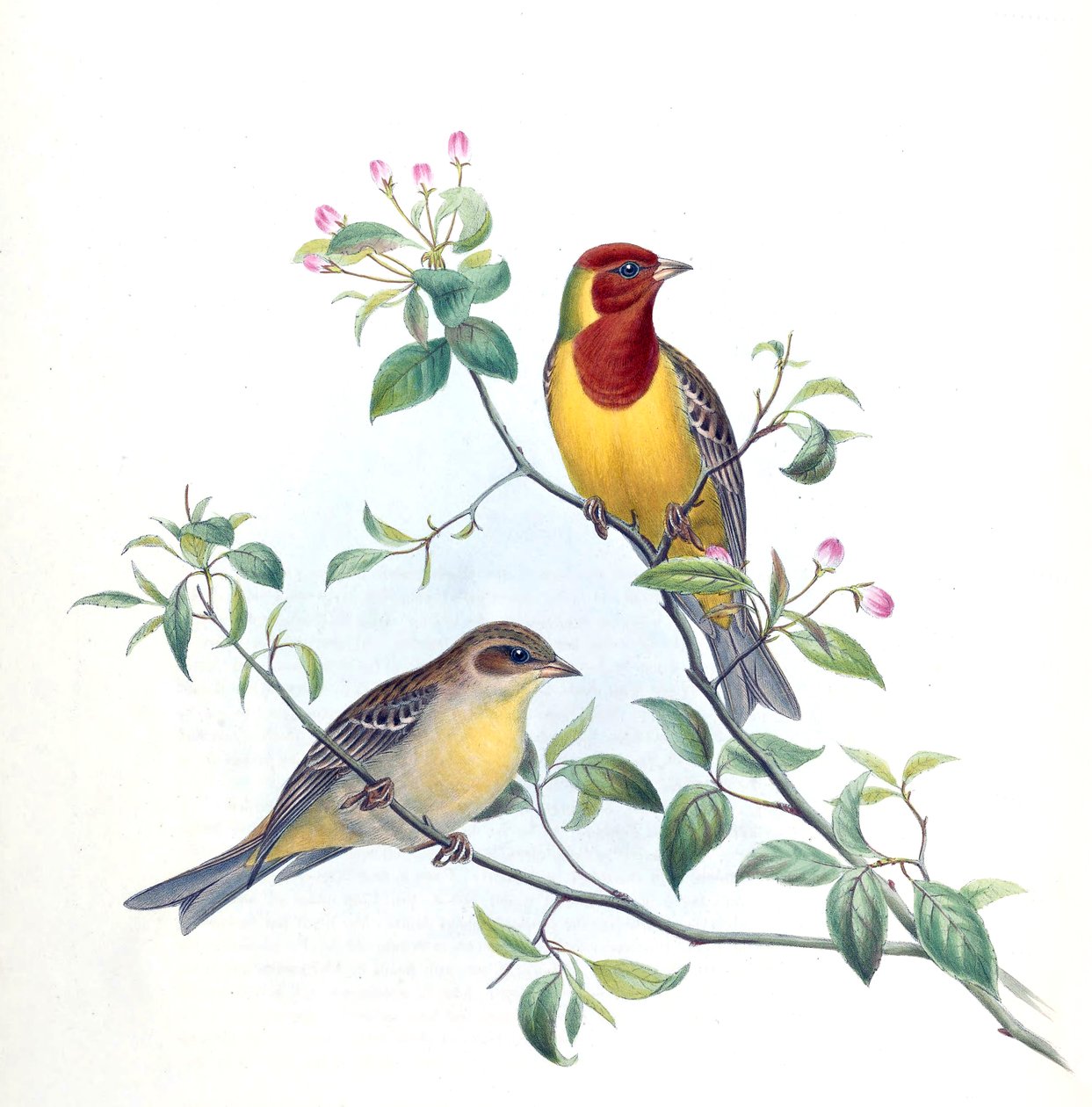 Emberiza bruniceps da Kersti Nebelsiek