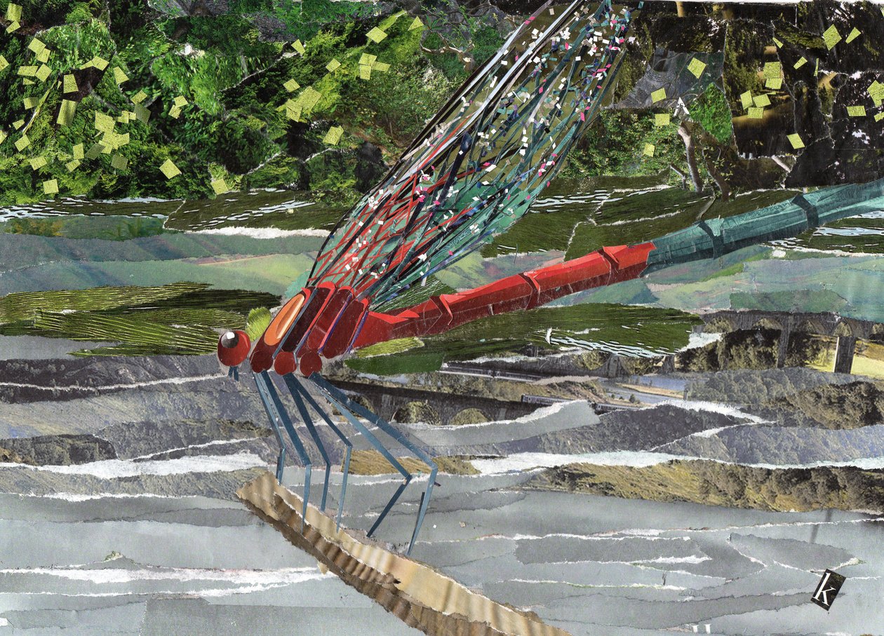 Libellula rossa da Kirstie Adamson