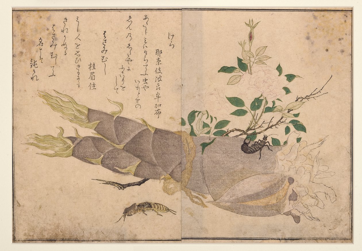 Forbicina e grillo talpa, 1788 da Kitagawa Utamaro