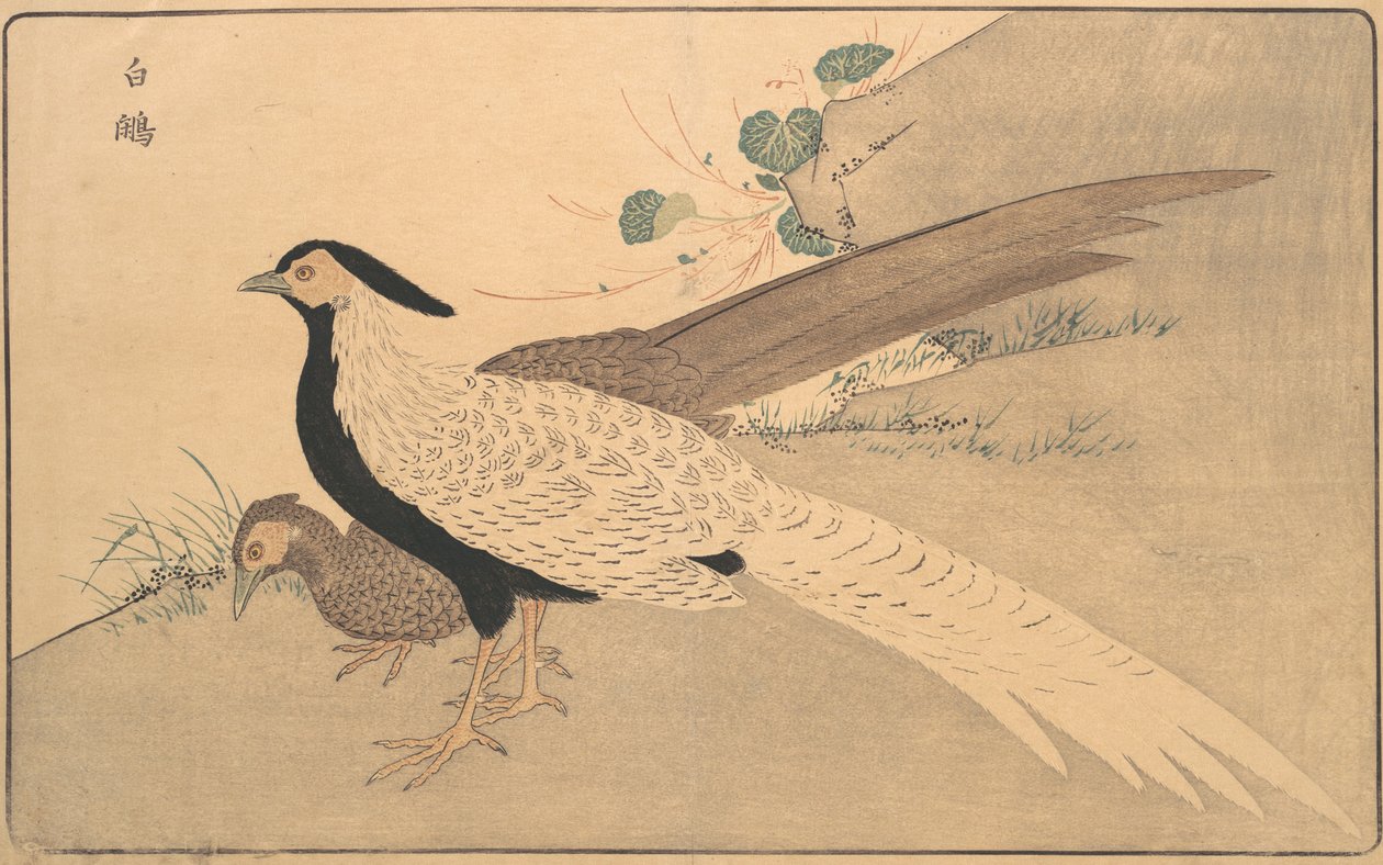 Bai xian, 1789 da Kitao Masayoshi