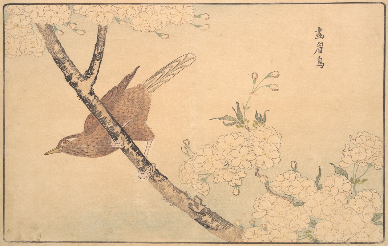 Il tordo grigio, 1789 da Kitao Masayoshi