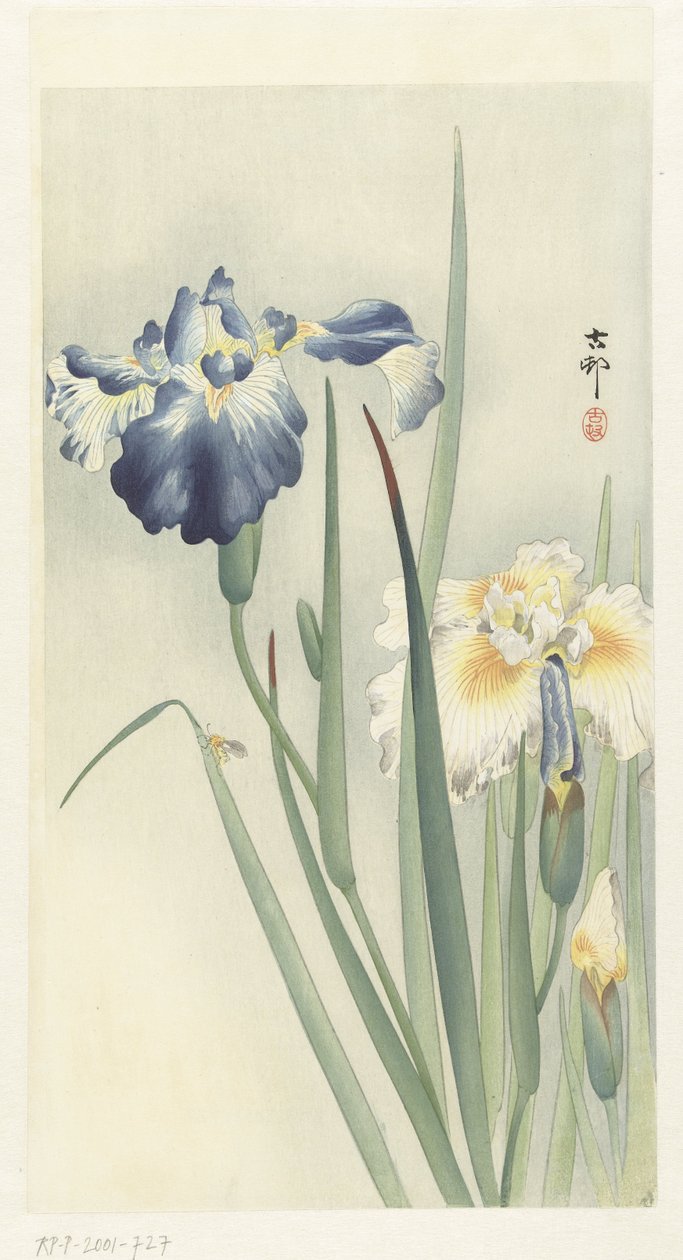 Iris da Ohara Koson