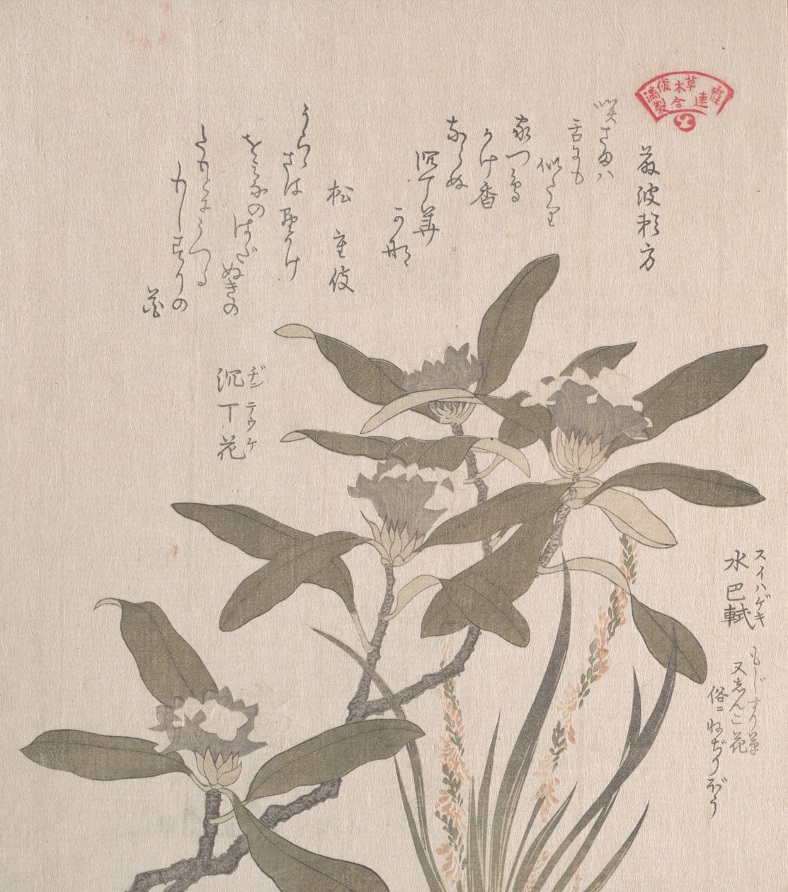 Daphne odora e Mojisuri-so da Kubo Shunman
