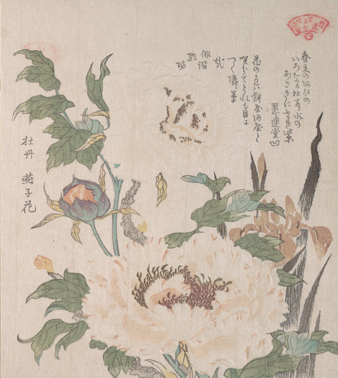 Peonie e iris da Kubo Shunman