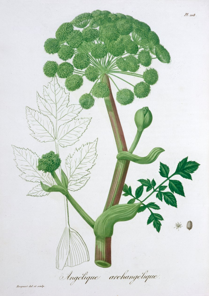 Angelica Archangelica Garden Angelica da LFJ Hoquart