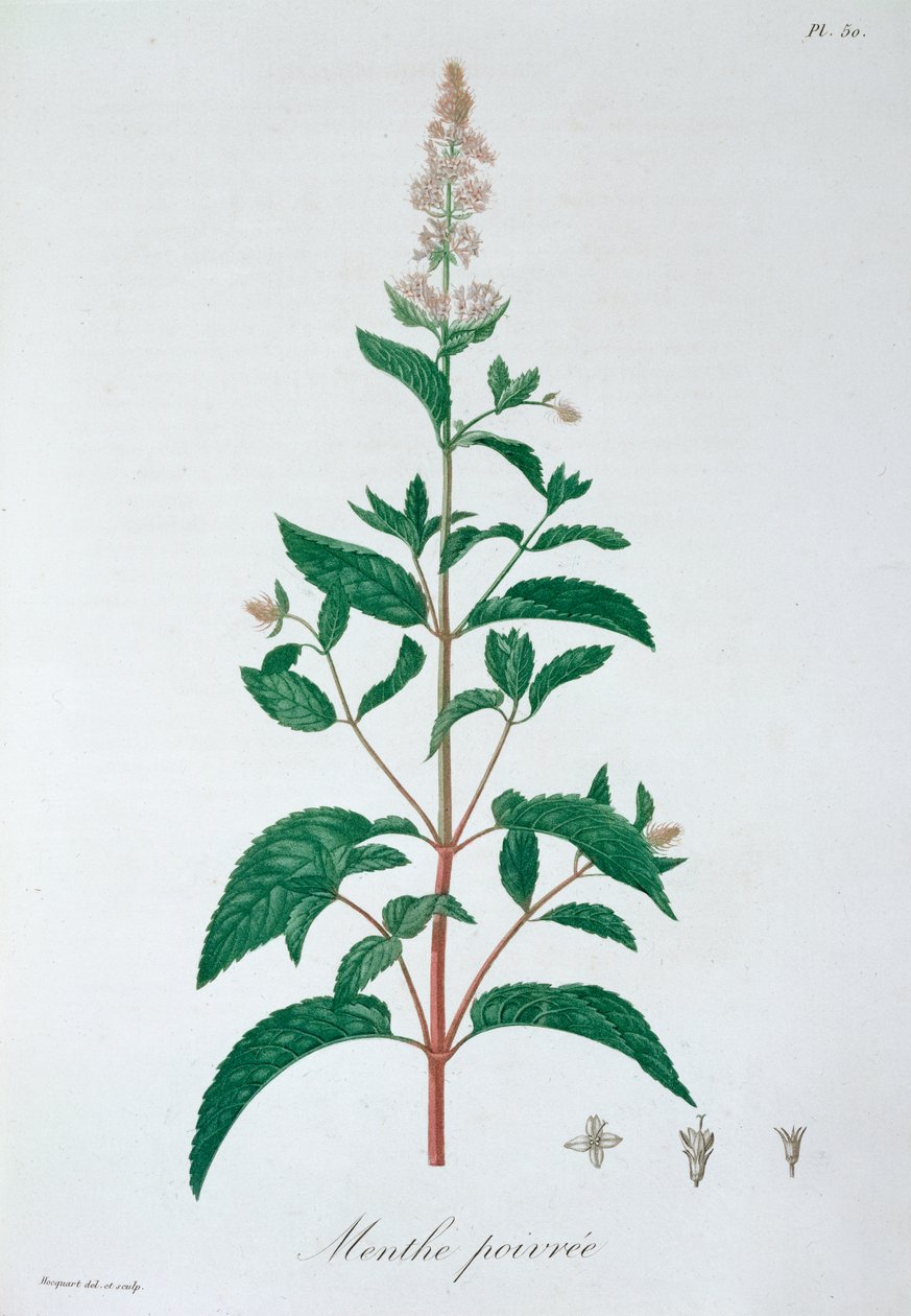 Menta piperita da LFJ Hoquart