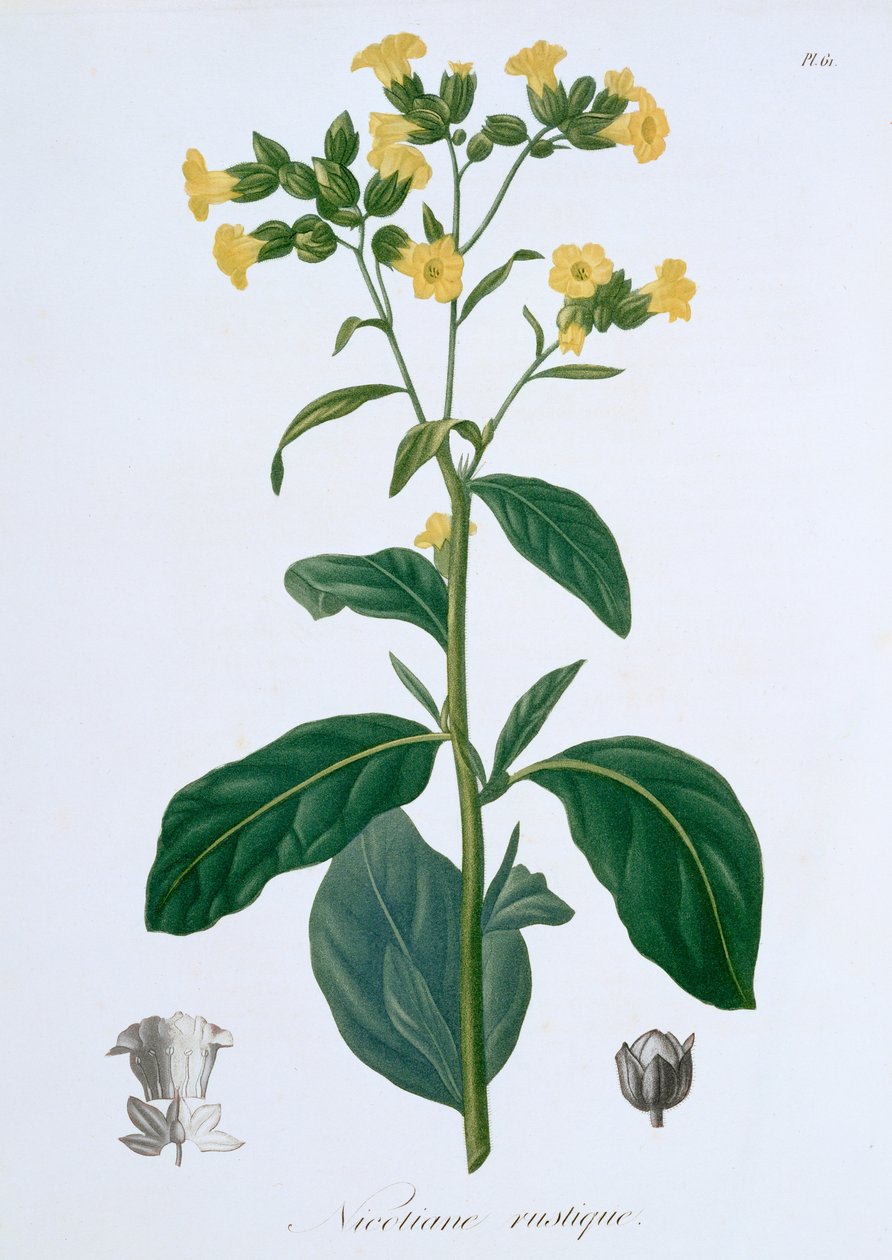 Nicotiana Tabacco, 1821 da LFJ Hoquart
