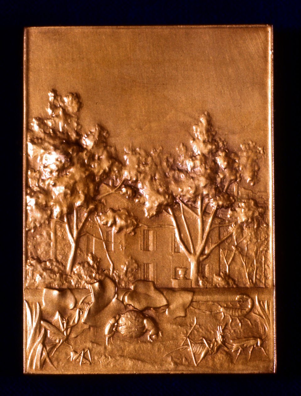 Insetti, 1911 da L. Patriarche