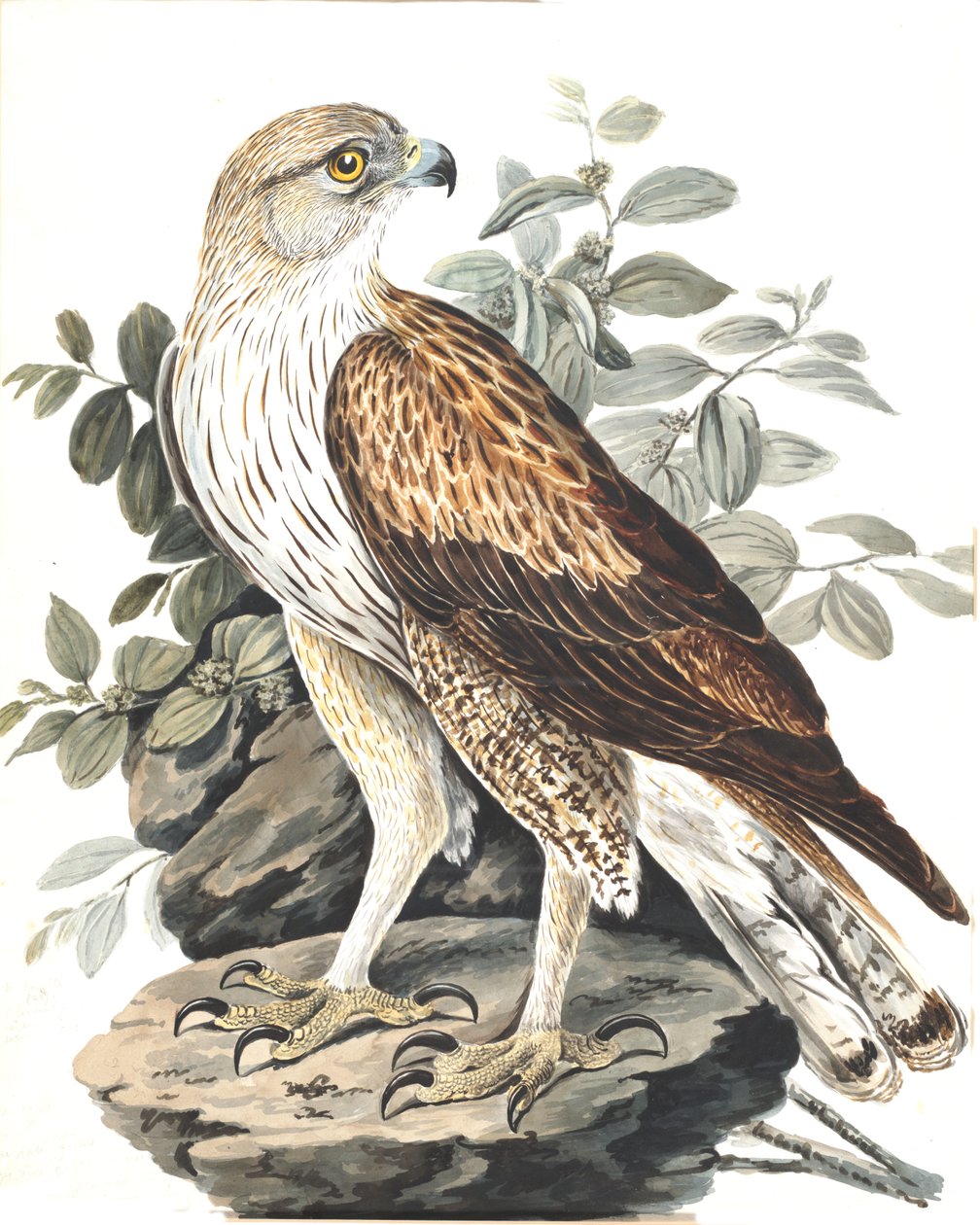 Aquila di Bonelli da Lady Elizabeth Gwillim