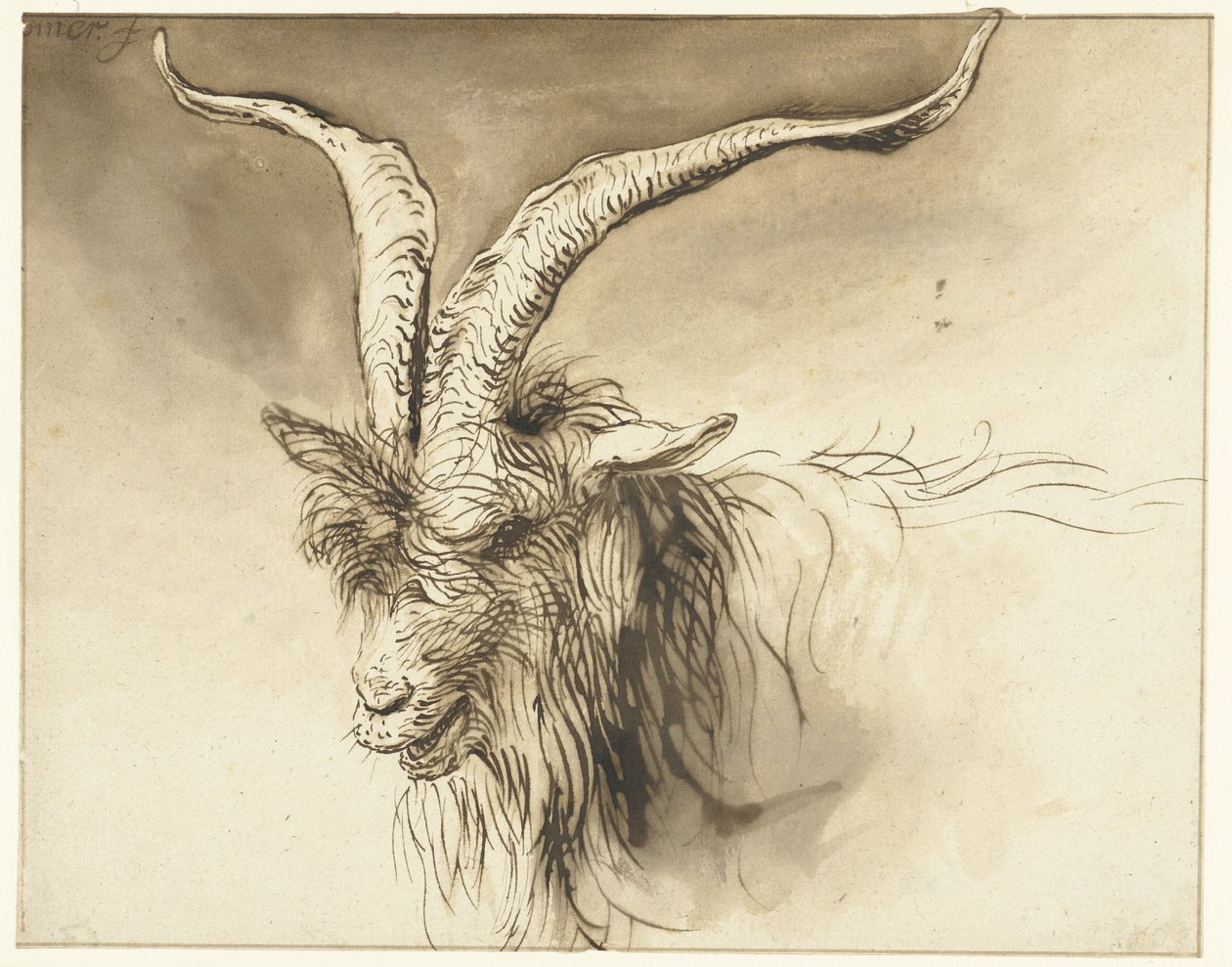 Testa di una capra di razza olandese da Lambert Doomer