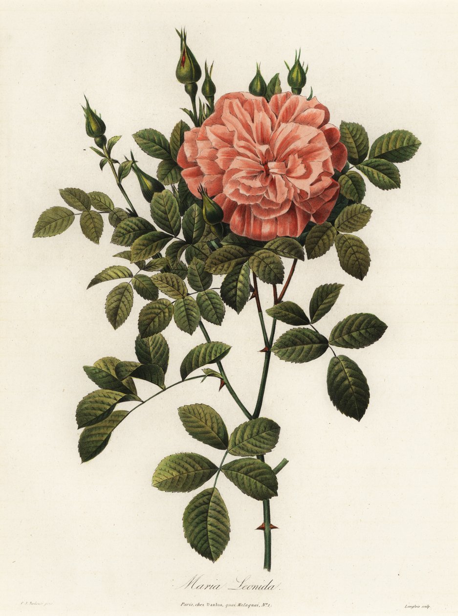 Maria Leonida, rosa ibrida, varietà Rosa bracteata da Langlois Langlois