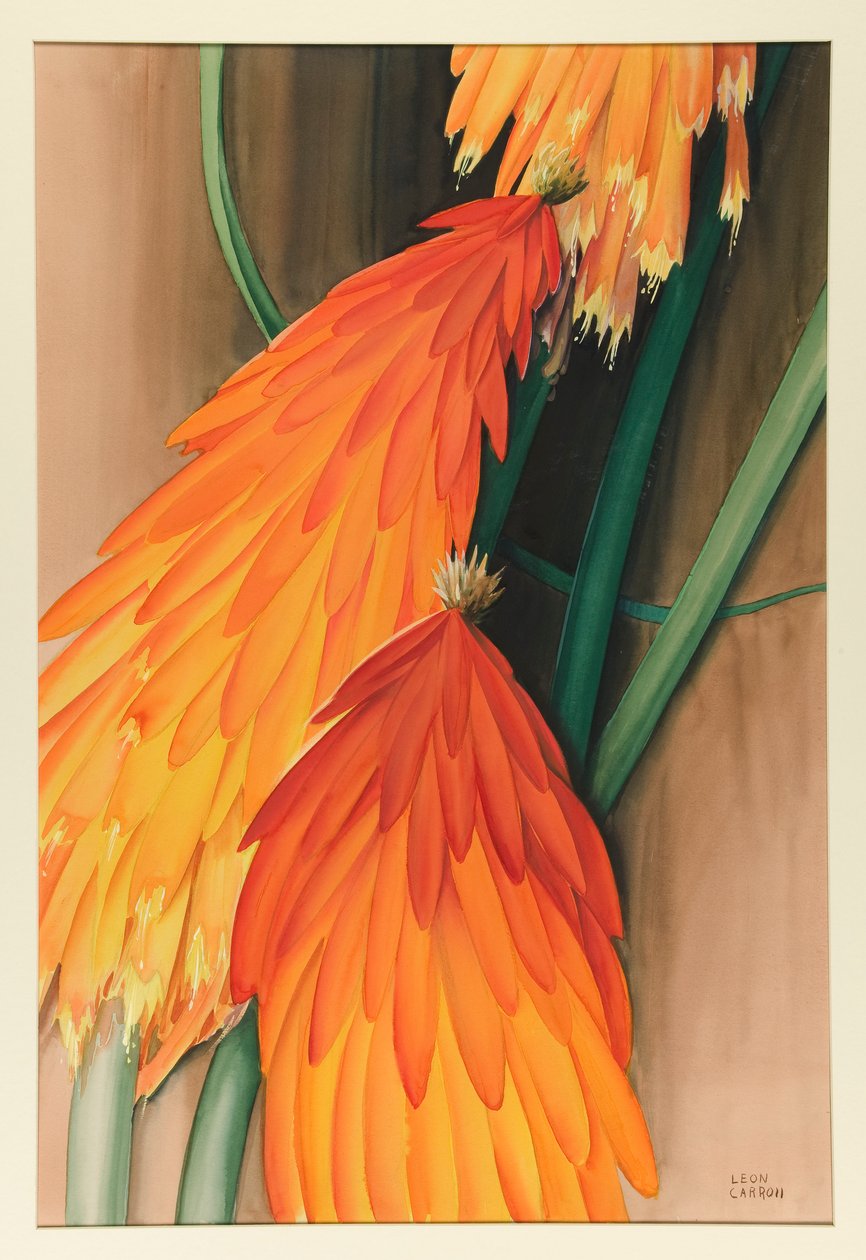Skyrocket (Red Hot Poker) da Leon Carroll
