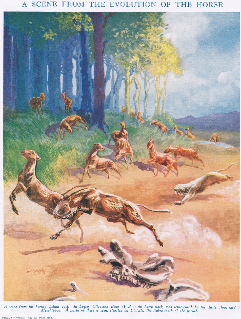Mesohippus, illustrazione da 
