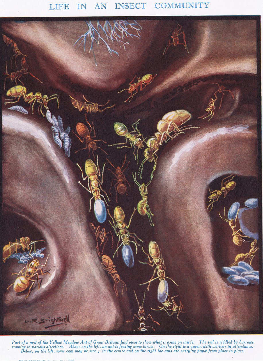 La Vita in una Comunità di Insetti, illustrazione da 