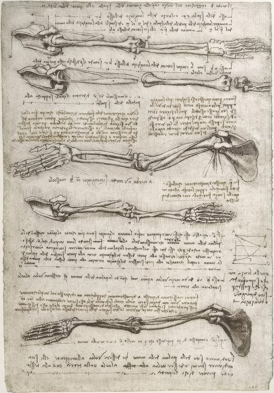 Studi di anatomia da Leonardo da Vinci