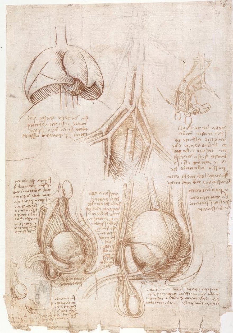 Studi di anatomia: polmoni, vescica... da Leonardo da Vinci