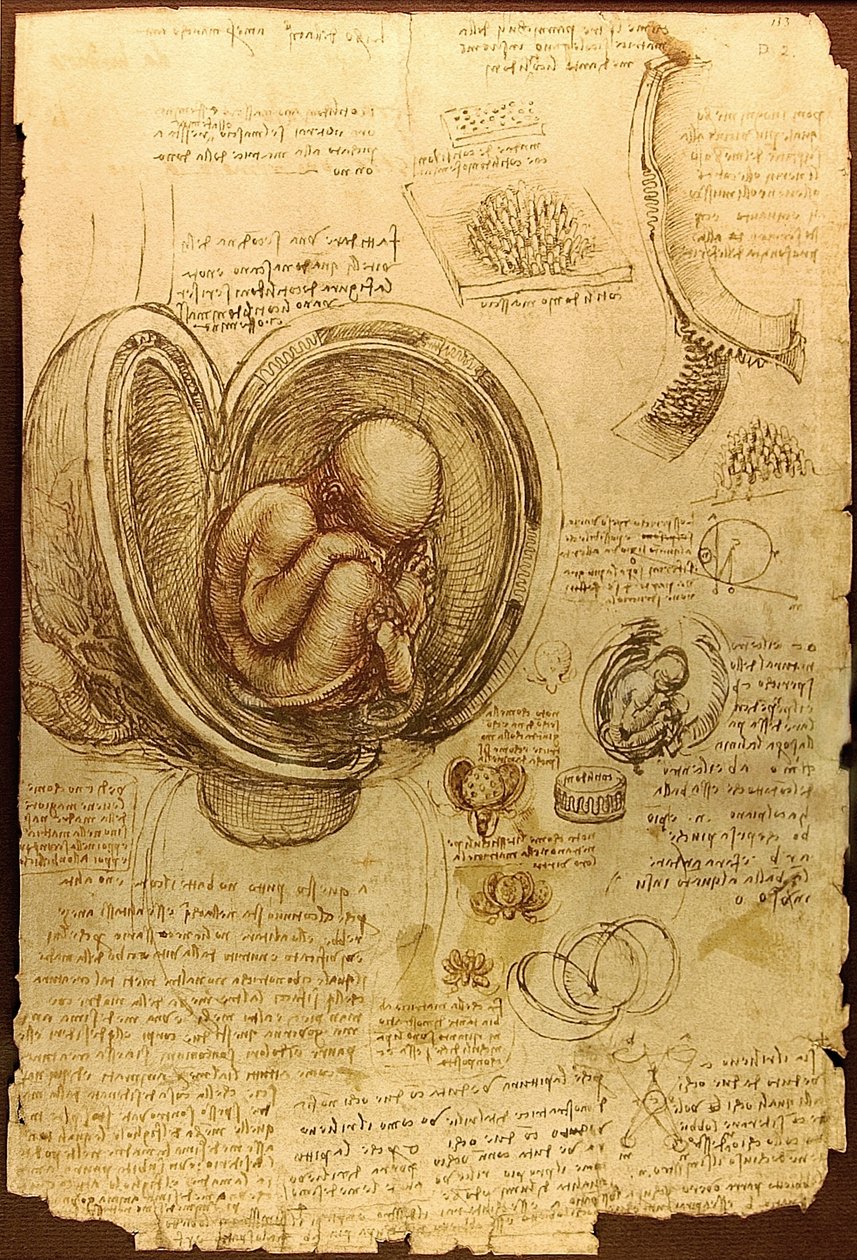 Studi di Embryos di Da Vinci da Leonardo da Vinci