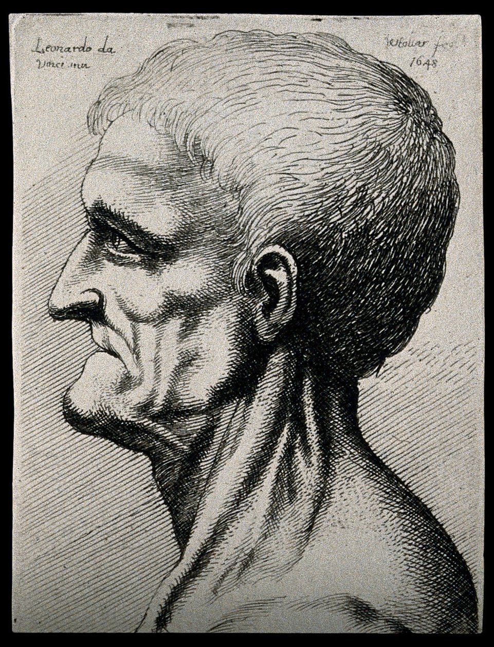 Testa e collo di un uomo anziano, visto in profilo sinistro da Leonardo da Vinci