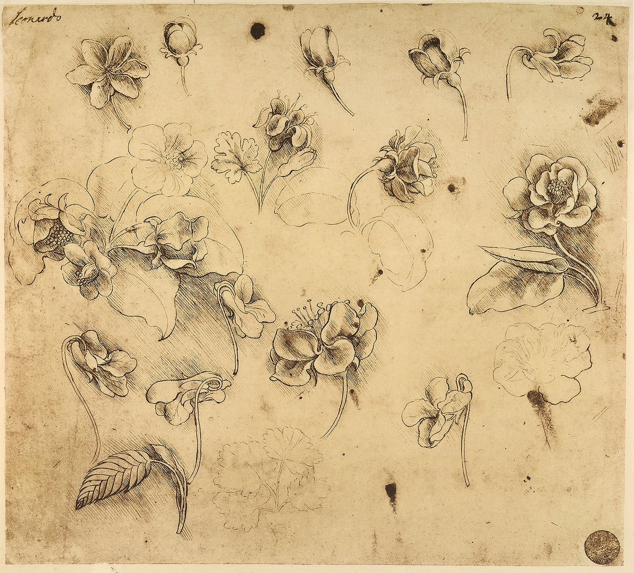 Studio di fiori da Leonardo da Vinci