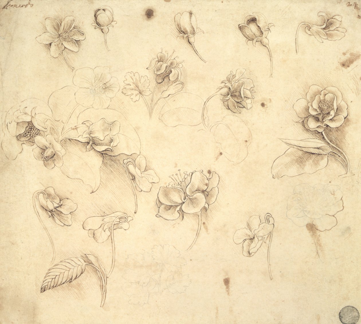 Studio dei fiori delle piante simili all