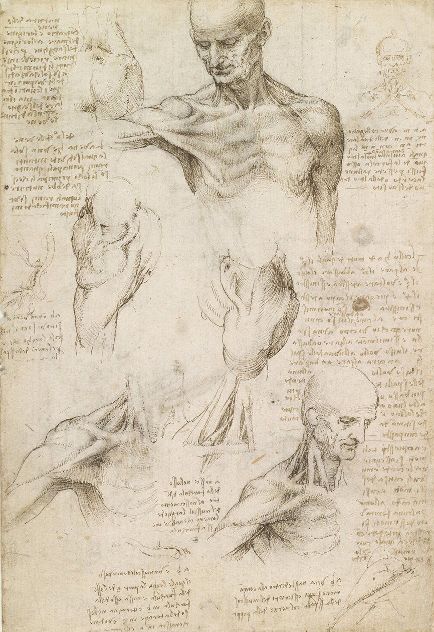 Anatomia Superficiale della Spalla e del Collo (recto) da Leonardo da Vinci