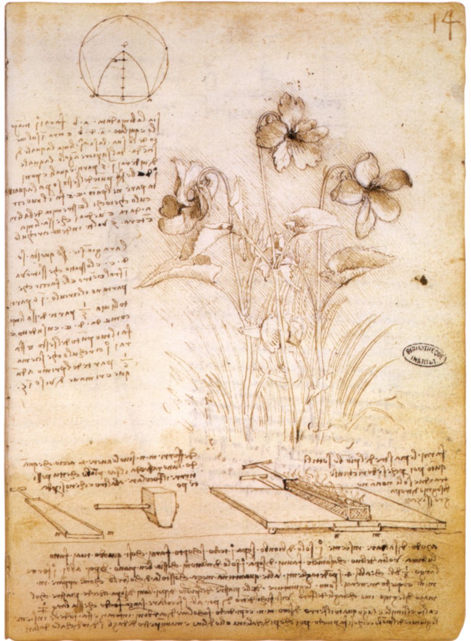 Figure Geometriche e Disegno Botanico da Leonardo da Vinci