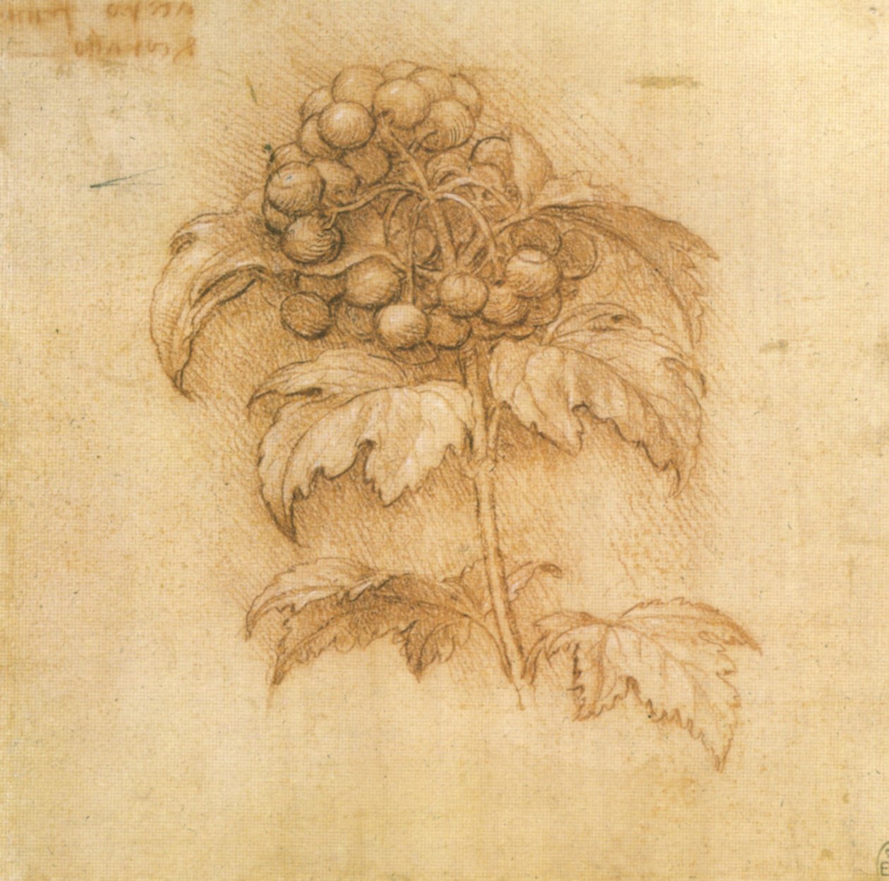 Mirtillo palustre da Leonardo da Vinci