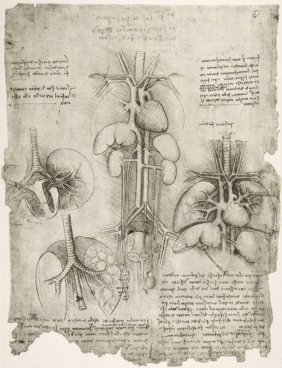 Studi anatomici da Leonardo da Vinci