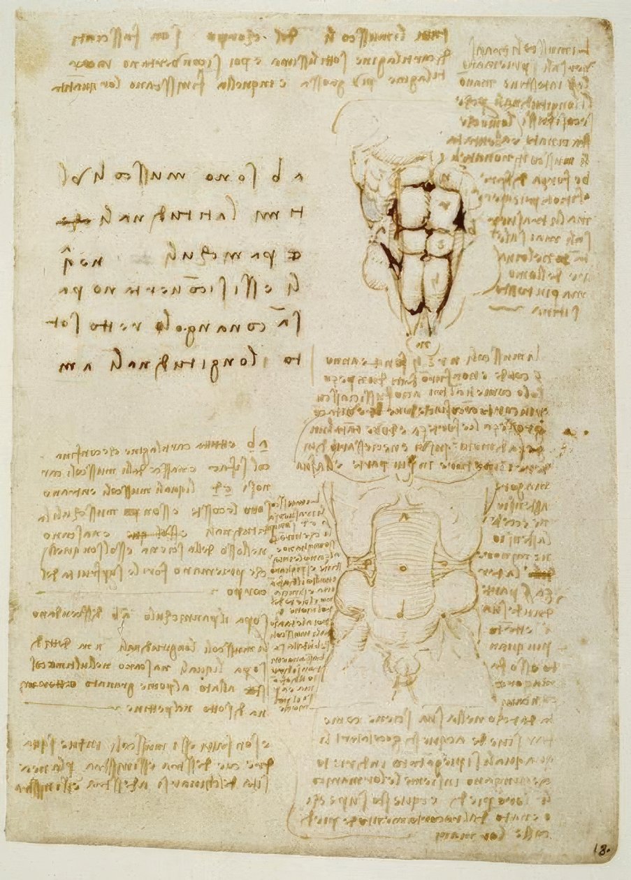 Studi anatomici da Leonardo da Vinci