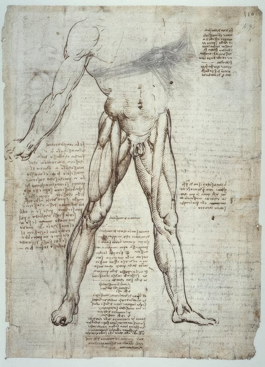 Studi di anatomia da Leonardo da Vinci