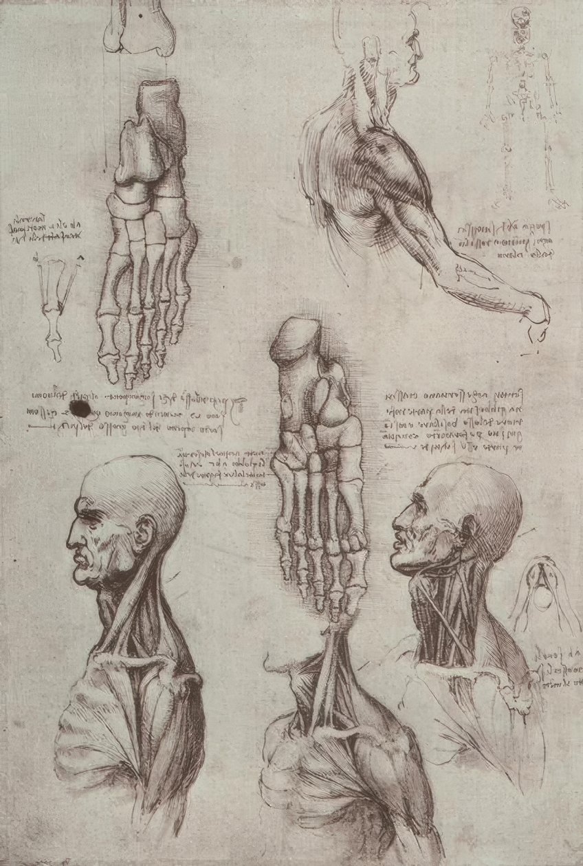 Studi di anatomia da Leonardo da Vinci