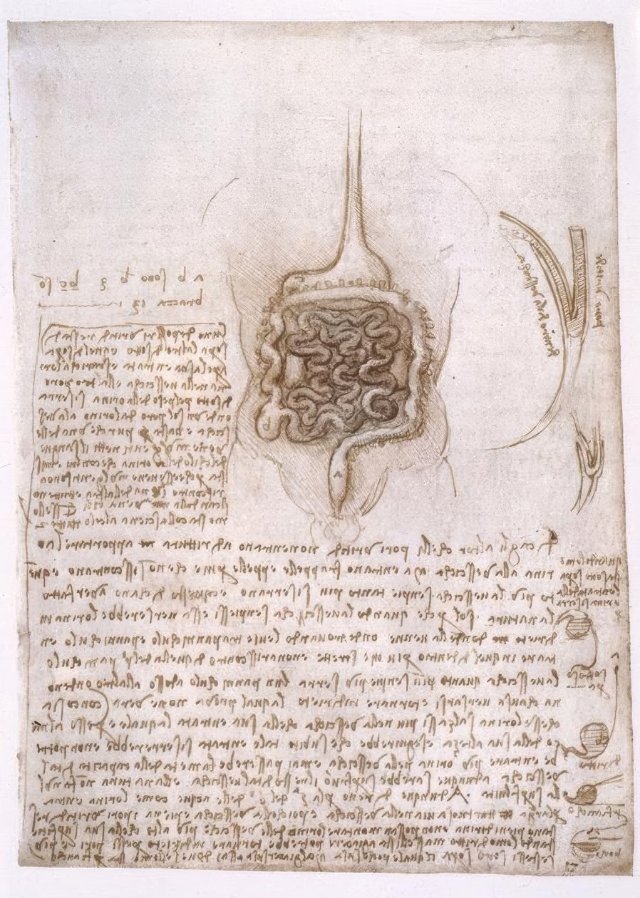 Studi di anatomia da Leonardo da Vinci