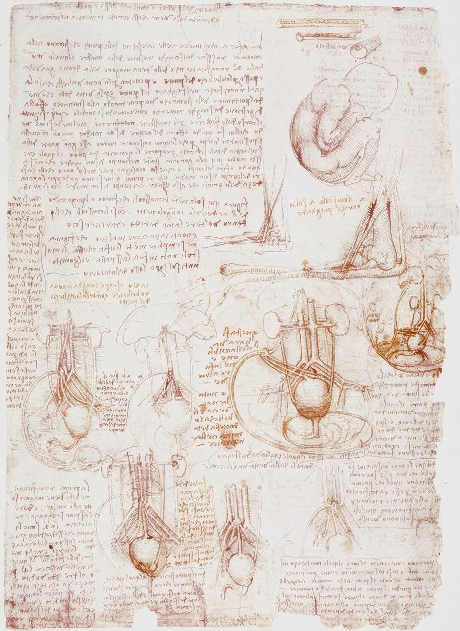 Studi anatomici: cordone ombelicale / feto... da Leonardo da Vinci