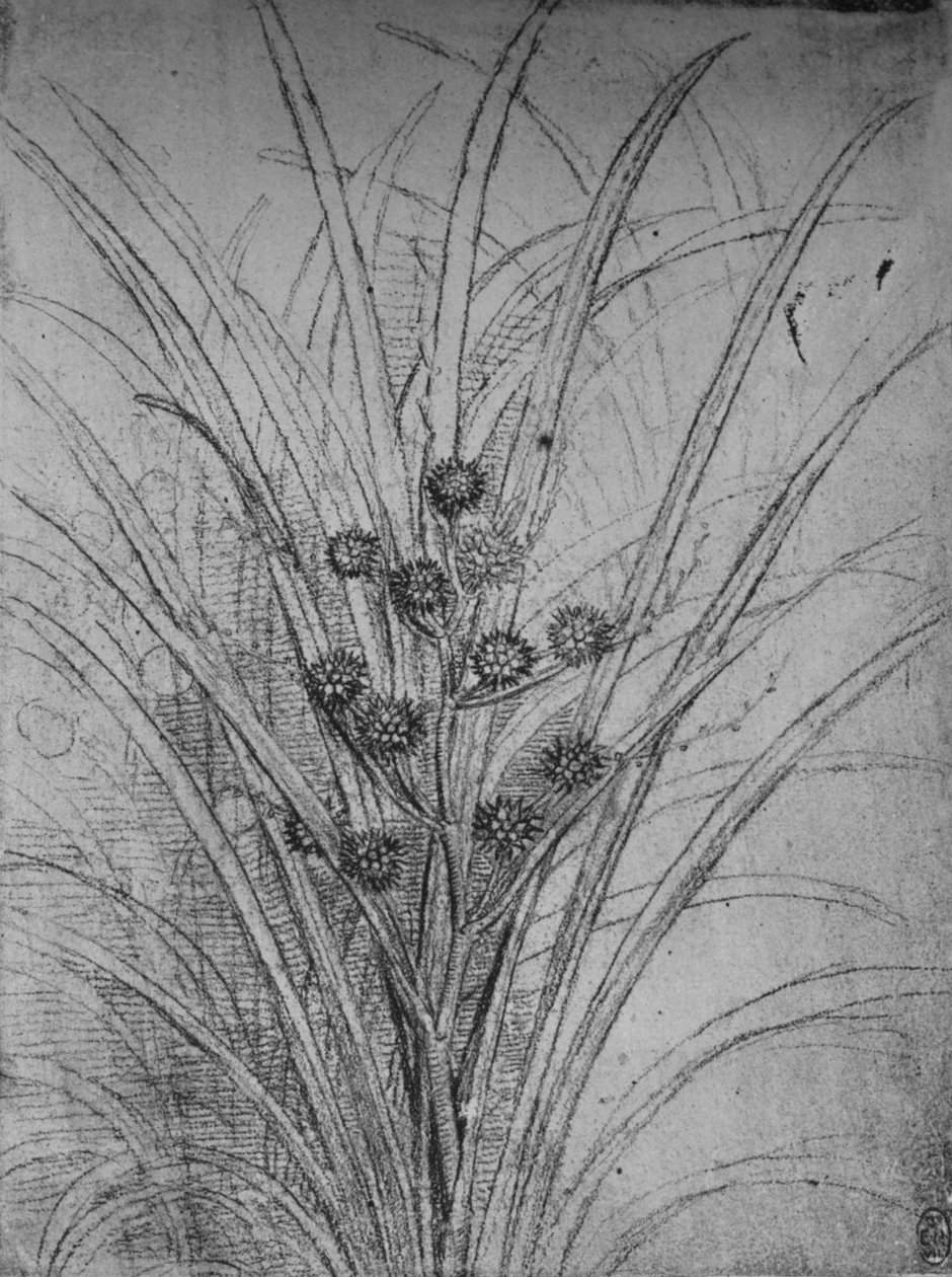 Giunchi fioriti, c1480 da Leonardo da Vinci
