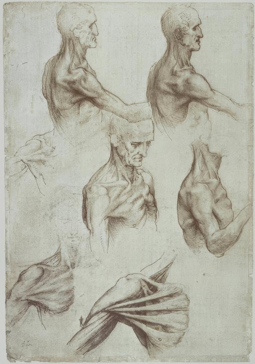 Leonardo – Muscolatura del collo e delle spalle da Leonardo da Vinci