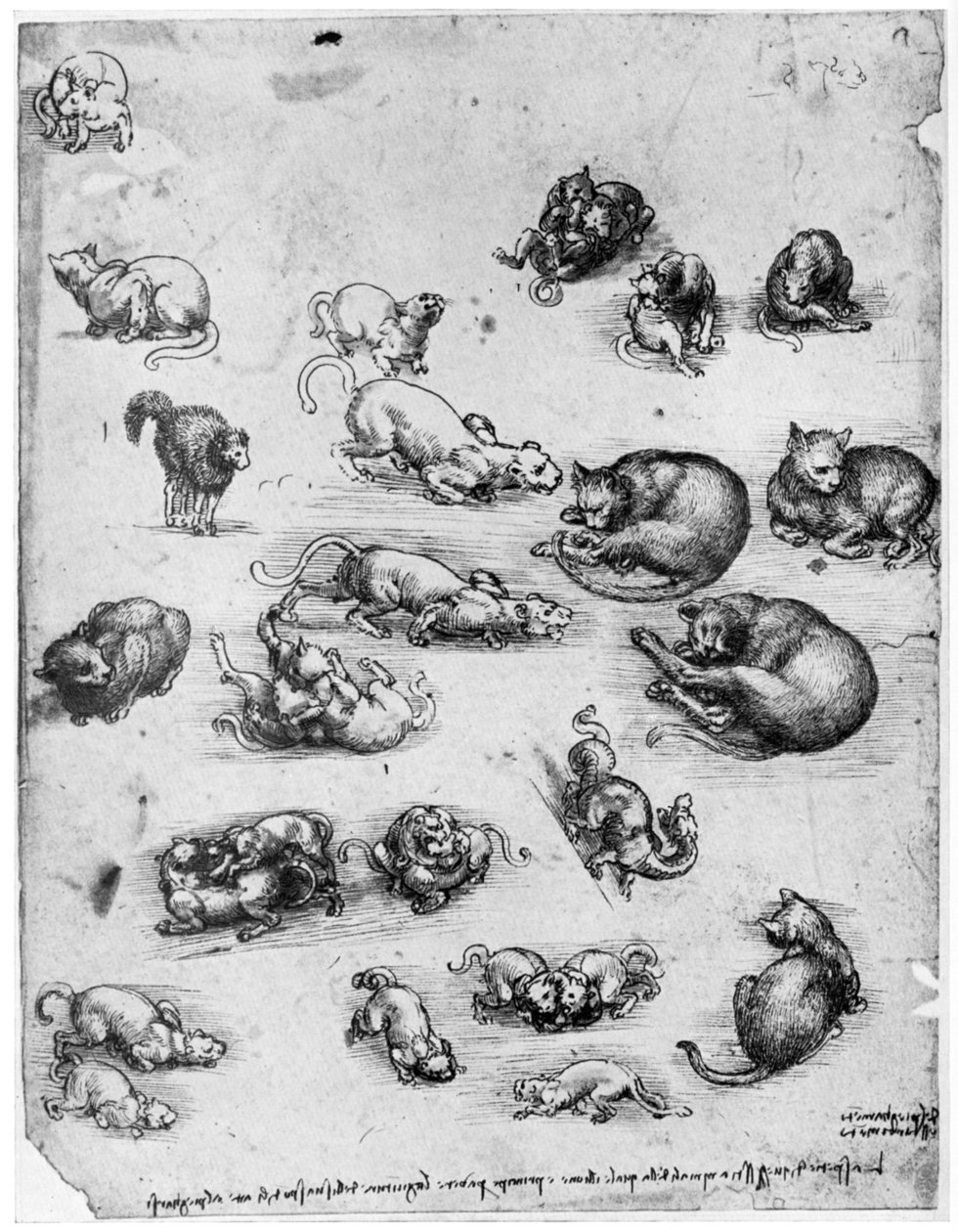 Studi di gatti, 1513-1515 1954 da Leonardo da Vinci