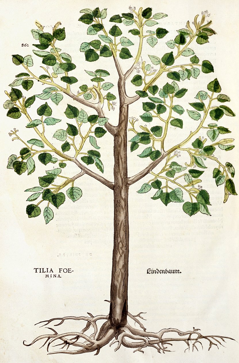 Tilia Foemina, Tiglio, illustrazione da 